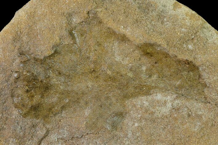 Cretaceous Fossil Leaf (Viburnum) - Kansas #136449